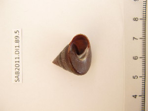  (Calliostoma lividum - LMBSM1-005)  @13 [ ] CreativeCommons - Attribution Non-Commercial Share-Alike (2011) Luisa Borges Universidade do Minho