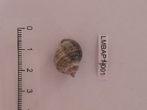  ( - LMBAP4-001)  @13 [ ] Unspecified (default): All Rights Reserved  Unspecified Unspecified