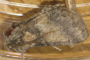  ( - BIOUG01047-E06)  @13 [ ] CreativeCommons - Attribution (2011) CBG Photography Group Centre for Biodiversity Genomics