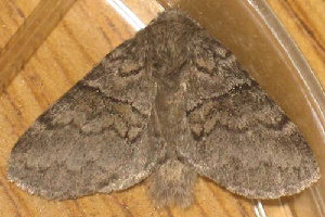  ( - BIOUG01047-H02)  @13 [ ] CreativeCommons - Attribution (2011) CBG Photography Group Centre for Biodiversity Genomics