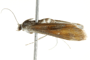  ( - BIOUG01047-H09)  @12 [ ] CreativeCommons - Attribution (2011) CBG Photography Group Centre for Biodiversity Genomics