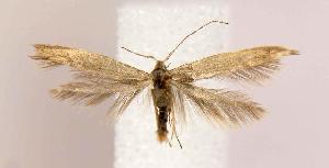  ( - BIRD13279)  @14 [ ] Copyright (2007) Jean-Francois Landry Canadian National Collection