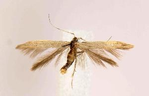  ( - CNCLEP00002521)  @14 [ ] CreativeCommons - Attribution Non-Commercial Share-Alike (2007) Jean-Francois Landry Canadian National Collection