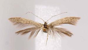  ( - CNCLEP00005899)  @14 [ ] CreativeCommons - Attribution Non-Commercial Share-Alike (2007) Jean-Francois Landry Canadian National Collection