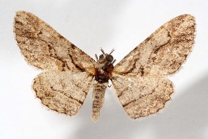 ( - AMNH_IZC 00197336)  @11 [ ] Unspecified (default): All Rights Reserved  Unspecified Unspecified