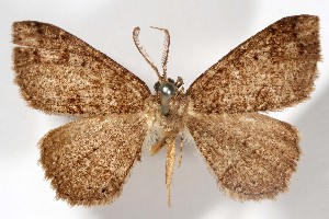  (Melanolophia canadaria crama - AMNH_IZC 00197345)  @11 [ ] Unspecified (default): All Rights Reserved  Unspecified Unspecified