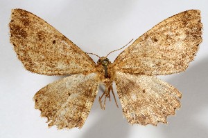  ( - AMNH_IZC 00197347)  @11 [ ] Unspecified (default): All Rights Reserved  Unspecified Unspecified