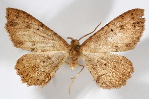  ( - AMNH_IZC 00197348)  @11 [ ] Unspecified (default): All Rights Reserved  Unspecified Unspecified