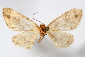  ( - AMNH_IZC 00197350)  @11 [ ] Unspecified (default): All Rights Reserved  Unspecified Unspecified