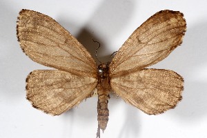  (Nephodia crata - USNM ENT 01920684)  @11 [ ] Unspecified (default): All Rights Reserved  Unspecified Unspecified