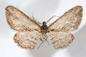  (Iridopsis sancta - AMNH_IZC 00197337)  @11 [ ] Unspecified (default): All Rights Reserved  Unspecified Unspecified