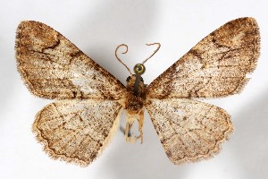  (Puebla - AMNH_IZC 00197356)  @11 [ ] Unspecified (default): All Rights Reserved  Unspecified Unspecified