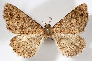  (Mericisca uniformis - AMNH_IZC 00197358)  @11 [ ] Unspecified (default): All Rights Reserved  Unspecified Unspecified