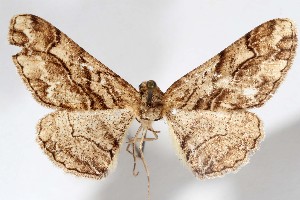  (Mericisca munda - AMNH_IZC 00197360)  @11 [ ] Unspecified (default): All Rights Reserved  Unspecified Unspecified