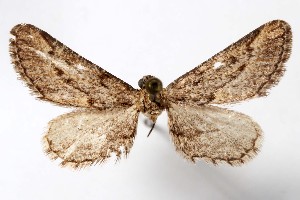  ( - AMNH_IZC 00197362)  @11 [ ] Unspecified (default): All Rights Reserved  Unspecified Unspecified