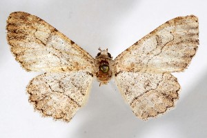  (Iridopsis cerasta - AMNH_IZC 00197338)  @11 [ ] Unspecified (default): All Rights Reserved  Unspecified Unspecified