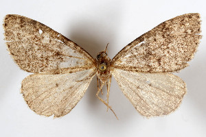  (Anavinemina acomos - AMNH_IZC 00197300)  @11 [ ] Unspecified (default): All Rights Reserved  Unspecified Unspecified