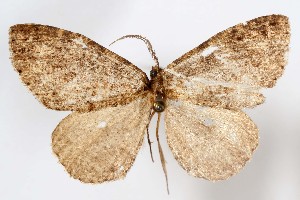  (Anavinemina brachiata - AMNH_IZC 00197301)  @11 [ ] Unspecified (default): All Rights Reserved  Unspecified Unspecified