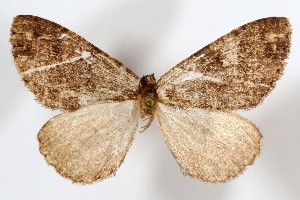  (Anavinemina evexa - AMNH_IZC 00197302)  @11 [ ] Unspecified (default): All Rights Reserved  Unspecified Unspecified