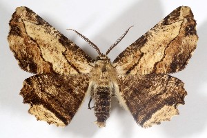  ( - AMNH_IZC 00197339)  @11 [ ] Unspecified (default): All Rights Reserved  Unspecified Unspecified