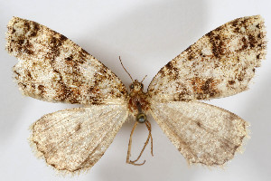  (Anavinemina molybra - AMNH_IZC 00197303)  @11 [ ] Unspecified (default): All Rights Reserved  Unspecified Unspecified