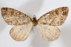  (Anavinemina wellingi - AMNH_IZC 00197304)  @11 [ ] Unspecified (default): All Rights Reserved  Unspecified Unspecified