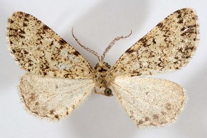  ( - AMNH_IZC 00197305)  @11 [ ] Unspecified (default): All Rights Reserved  Unspecified Unspecified