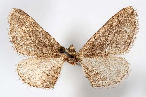  ( - AMNH_IZC 00197307)  @11 [ ] Unspecified (default): All Rights Reserved  Unspecified Unspecified