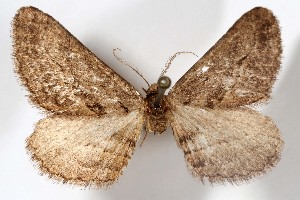  ( - AMNH_IZC 00197308)  @11 [ ] Unspecified (default): All Rights Reserved  Unspecified Unspecified