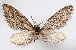  ( - AMNH_IZC 00197311)  @11 [ ] Unspecified (default): All Rights Reserved  Unspecified Unspecified