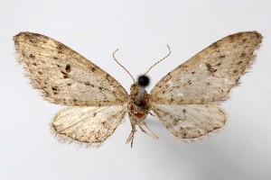  ( - AMNH_IZC 00197312)  @11 [ ] Unspecified (default): All Rights Reserved  Unspecified Unspecified