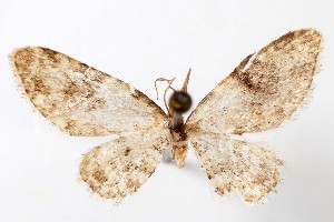  ( - AMNH_IZC 00197314)  @11 [ ] Unspecified (default): All Rights Reserved  Unspecified Unspecified