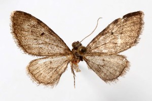  (Eupithecia vicksburgi - AMNH_IZC 00197316)  @11 [ ] Unspecified (default): All Rights Reserved  Unspecified Unspecified