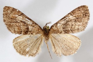  ( - AMNH_IZC 00197319)  @11 [ ] Unspecified (default): All Rights Reserved  Unspecified Unspecified