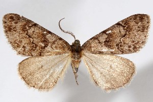  (Galenara bispicula - AMNH_IZC 00197320)  @11 [ ] Unspecified (default): All Rights Reserved  Unspecified Unspecified