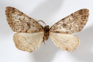  (Galenara tlaxcala - AMNH_IZC 00197322)  @11 [ ] Unspecified (default): All Rights Reserved  Unspecified Unspecified