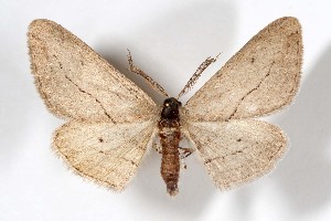  ( - AMNH_IZC 00197327)  @11 [ ] Unspecified (default): All Rights Reserved  Unspecified Unspecified