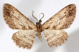  ( - AMNH_IZC 00197332)  @11 [ ] Unspecified (default): All Rights Reserved  Unspecified Unspecified