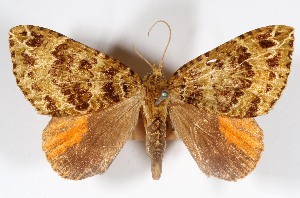  (Spargania flavolimbarioides - USNM ENT 01920736)  @11 [ ] Unspecified (default): All Rights Reserved  Unspecified Unspecified
