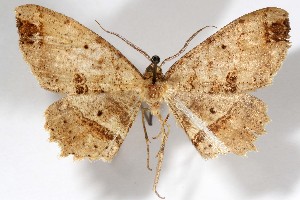  ( - AMNH_IZC 00197342)  @11 [ ] Unspecified (default): All Rights Reserved  Unspecified Unspecified