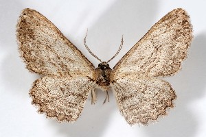  (Iridopsis clivinaria impia - AMNH_IZC 00197333)  @11 [ ] Unspecified (default): All Rights Reserved  Unspecified Unspecified