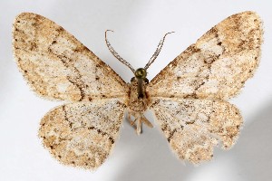  ( - AMNH_IZC 00197334)  @11 [ ] Unspecified (default): All Rights Reserved  Unspecified Unspecified