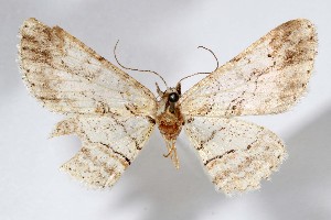  ( - AMNH_IZC 00197335)  @11 [ ] Unspecified (default): All Rights Reserved  Unspecified Unspecified