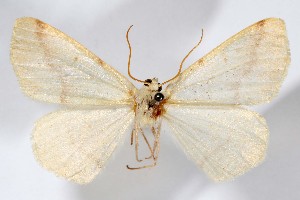  ( - AMNH_IZC 00197373)  @11 [ ] Unspecified (default): All Rights Reserved  Unspecified Unspecified
