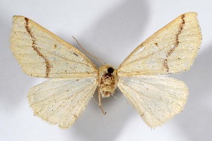  (Sabulodes huachuca - AMNH_IZC 00197374)  @11 [ ] Unspecified (default): All Rights Reserved  Unspecified Unspecified