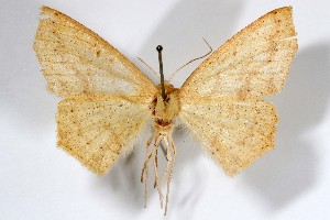  ( - AMNH_IZC 00197376)  @11 [ ] Unspecified (default): All Rights Reserved  Unspecified Unspecified