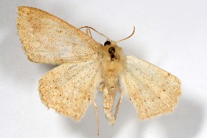 ( - AMNH_IZC 00197377)  @11 [ ] Unspecified (default): All Rights Reserved  Unspecified Unspecified