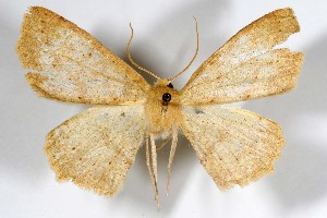  (Sabulodes solola - AMNH_IZC 00197378)  @11 [ ] Unspecified (default): All Rights Reserved  Unspecified Unspecified