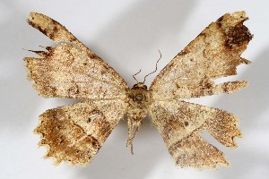  ( - AMNH_IZC 00197343)  @11 [ ] Unspecified (default): All Rights Reserved  Unspecified Unspecified