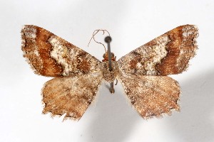  ( - AMNH_IZC 00197381)  @11 [ ] Unspecified (default): All Rights Reserved  Unspecified Unspecified